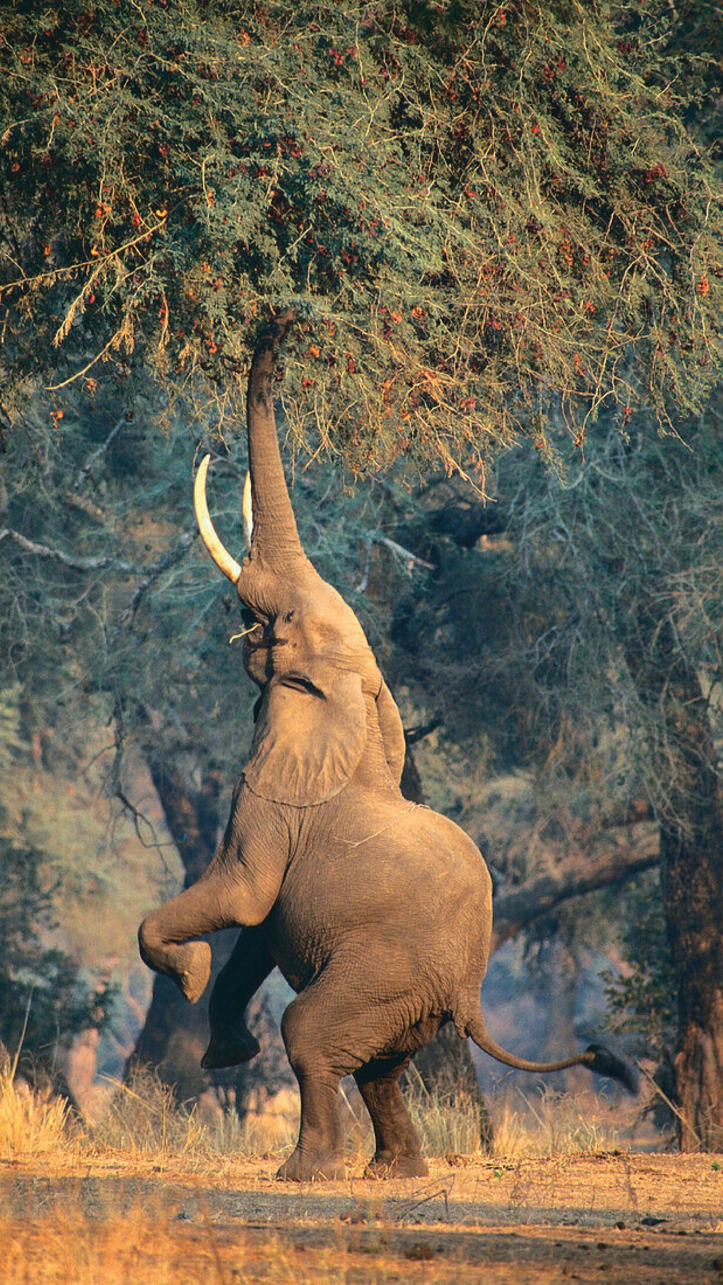 main elephant