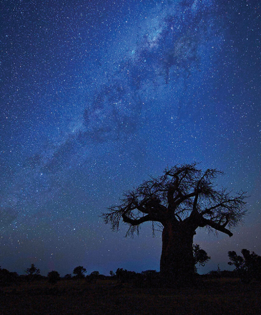 Baobab tree silhouetted against a star-filled night sky, with the Milky Way visible above the Botswana landscape.
