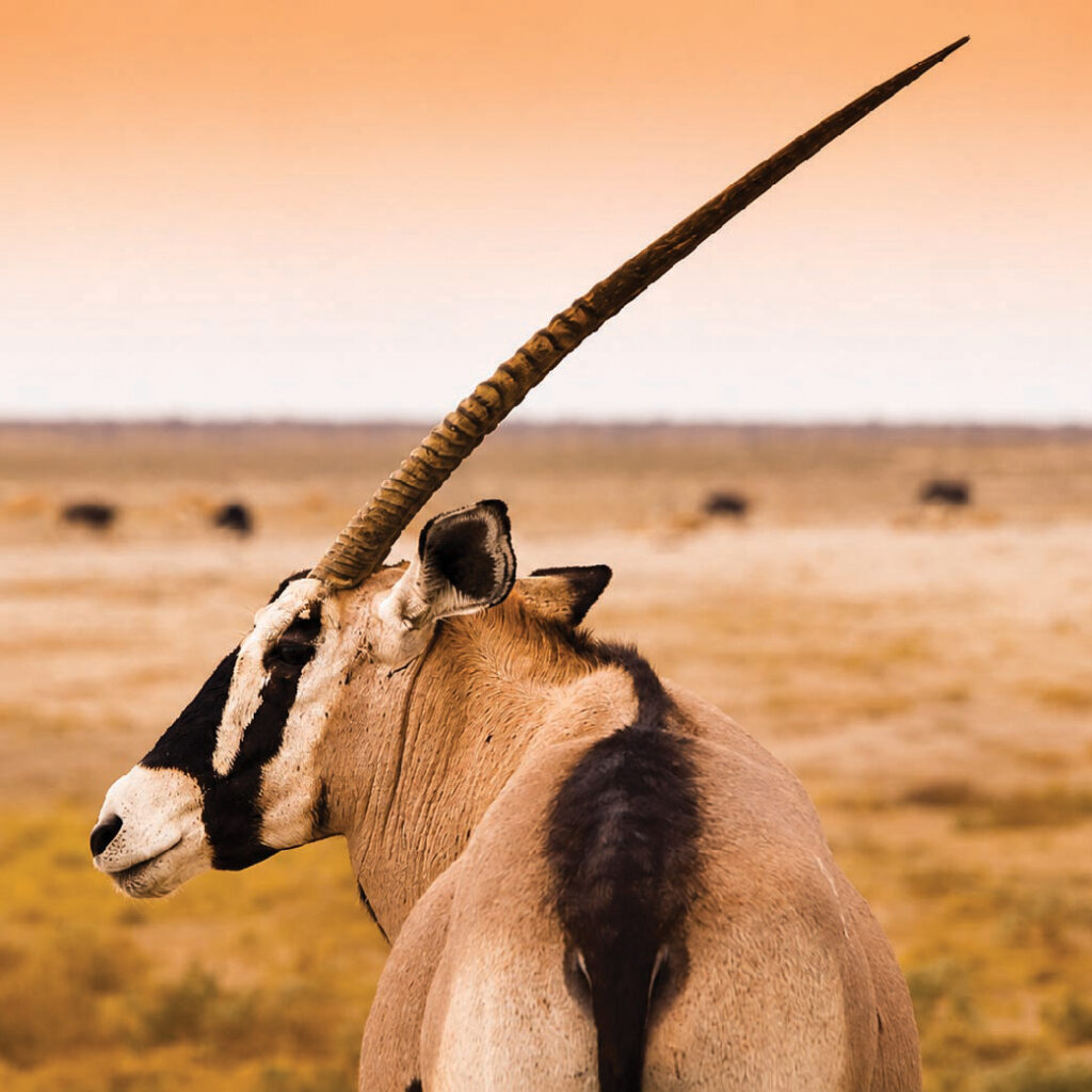 Gemsbok antelope with long, straight horns standing in the Namibian desert.