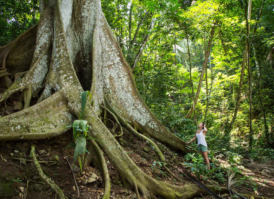 Person exploring a lush tropical rainforest beside the massive roots of a large tree.