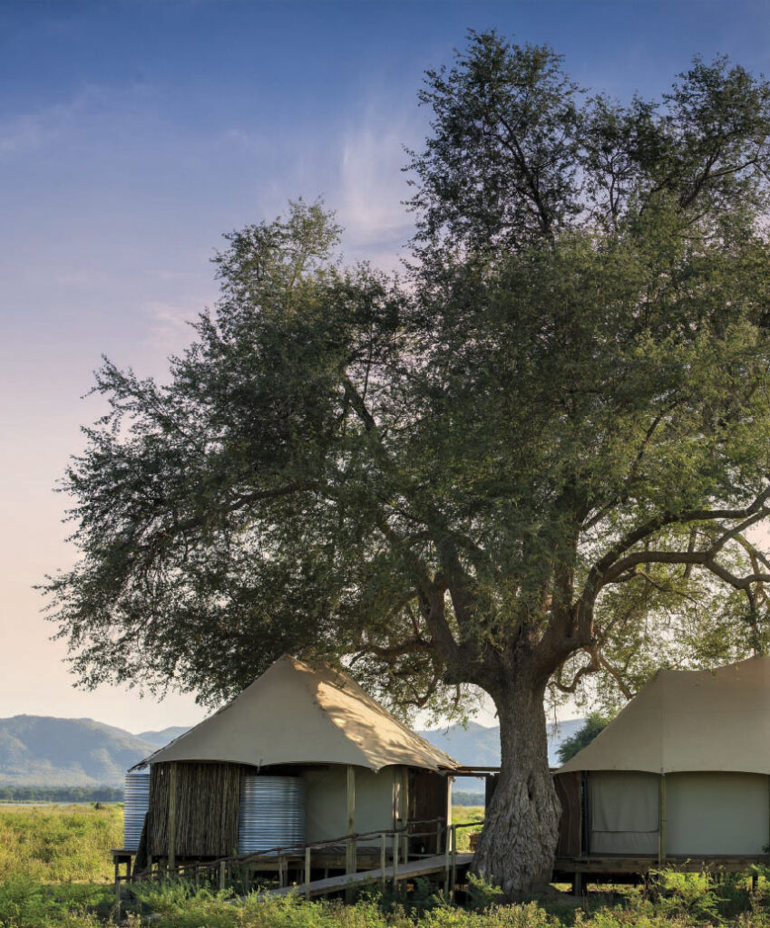 Two safari tents beneath a large tree in Zimbabwe, with mountains and grassy landscape in the background.
