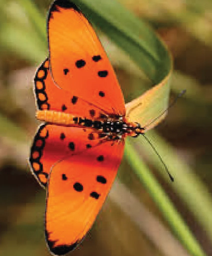 Orange butterfly resting on a green and yellow leaf.