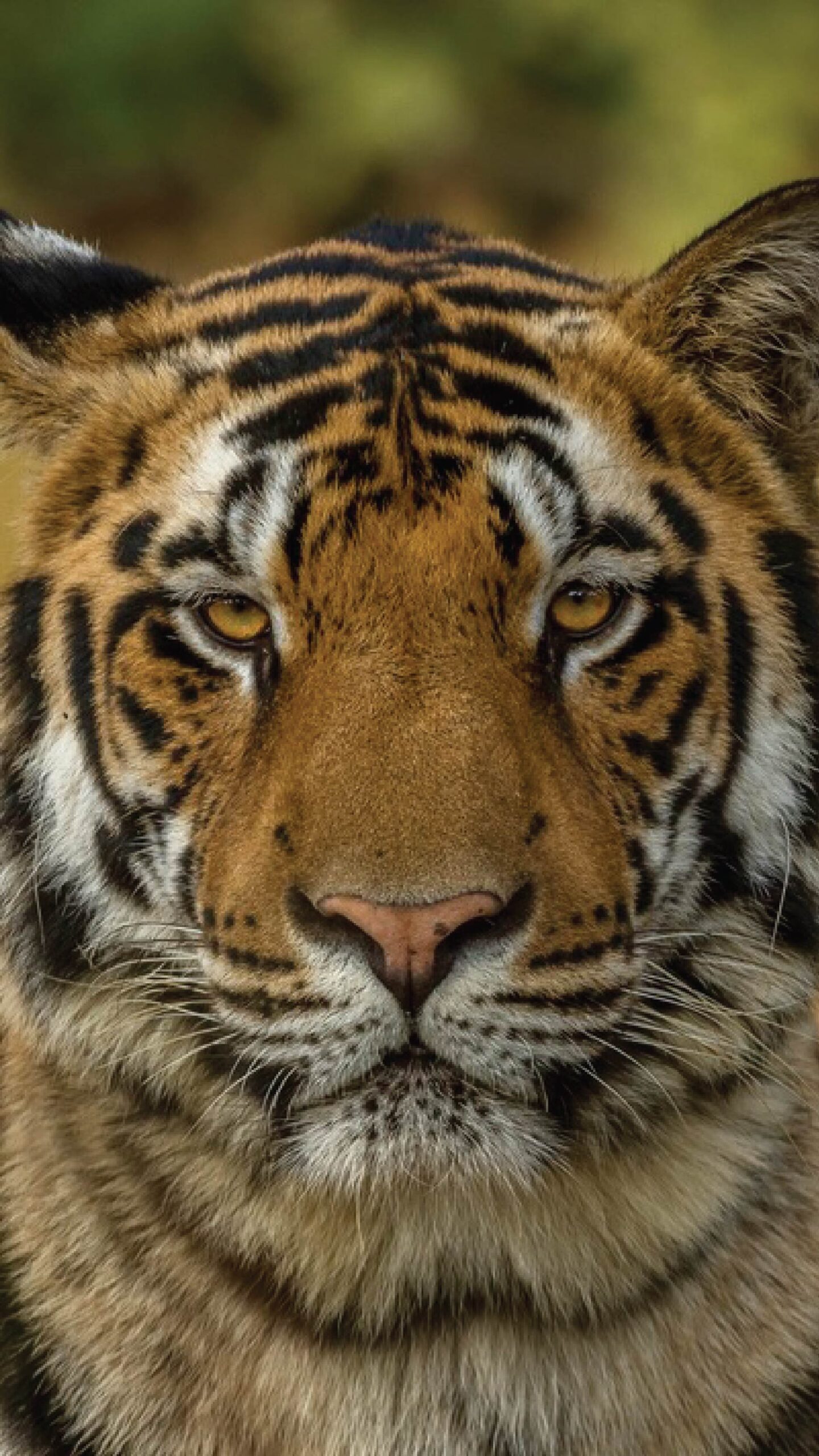Indian Tiger Safari