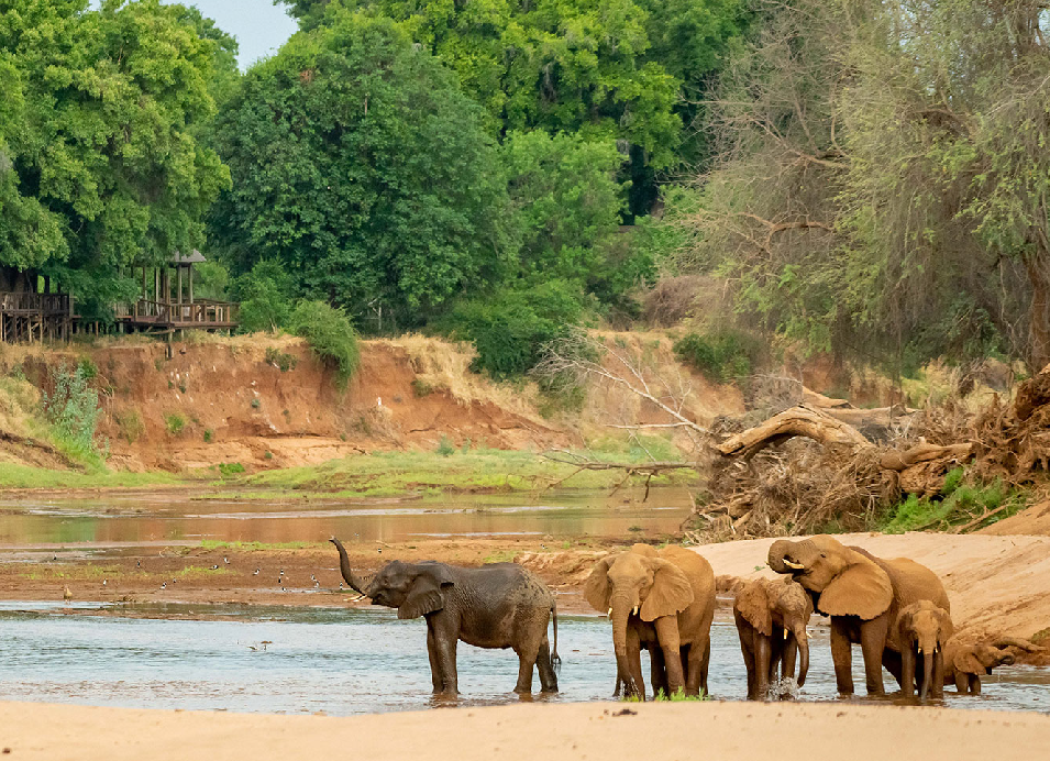 A herd of African elephants standing and drinking at a waterhole surrounded by trees and dry grassland.