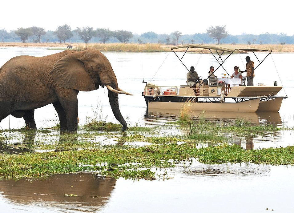 Elephant wading through shallow water beside a safari boat carrying guests on a river in Zambia.