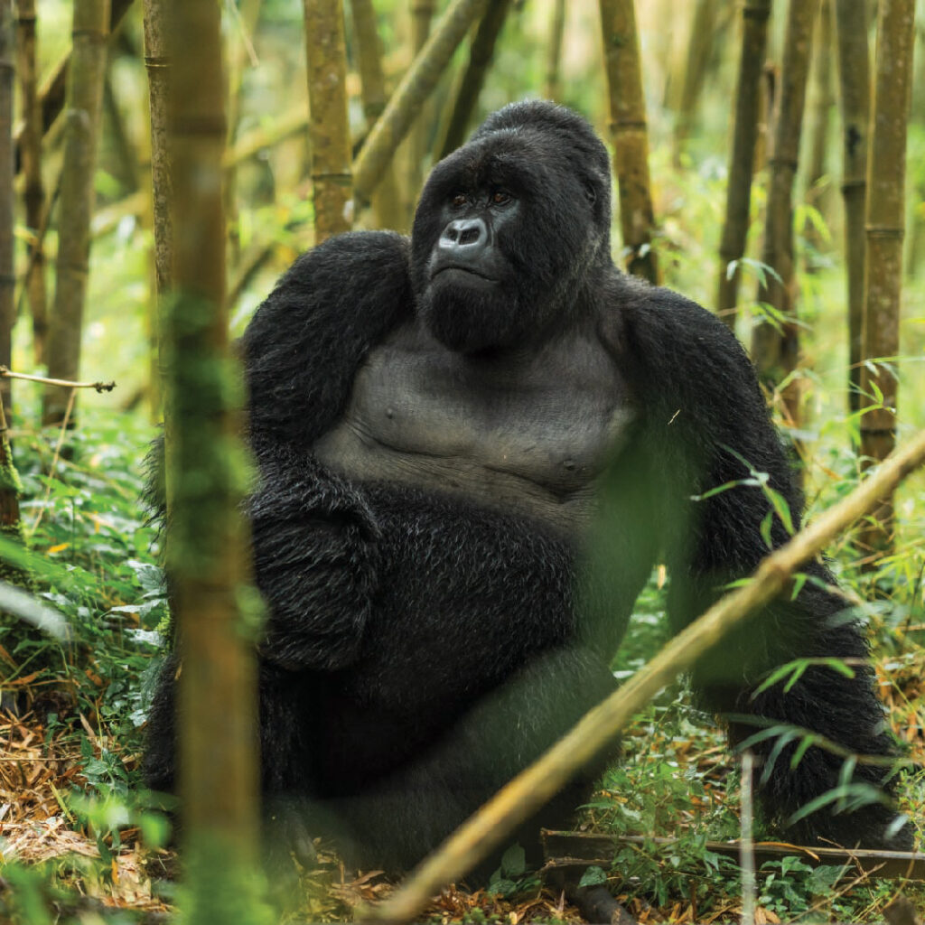 Mountain gorilla sitting in a lush bamboo forest in Rwanda.
