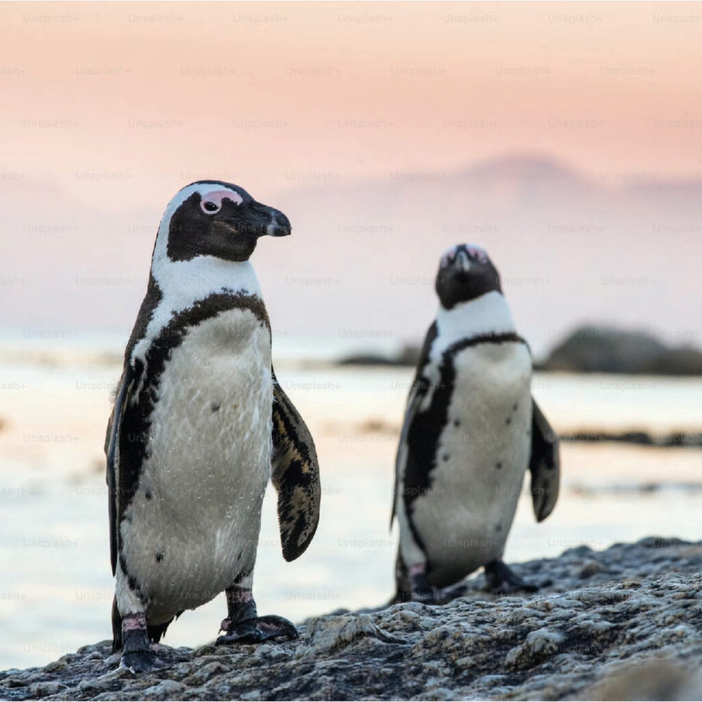 Two African penguins standing on a rocky shoreline with the ocean and soft pink sky in the background.