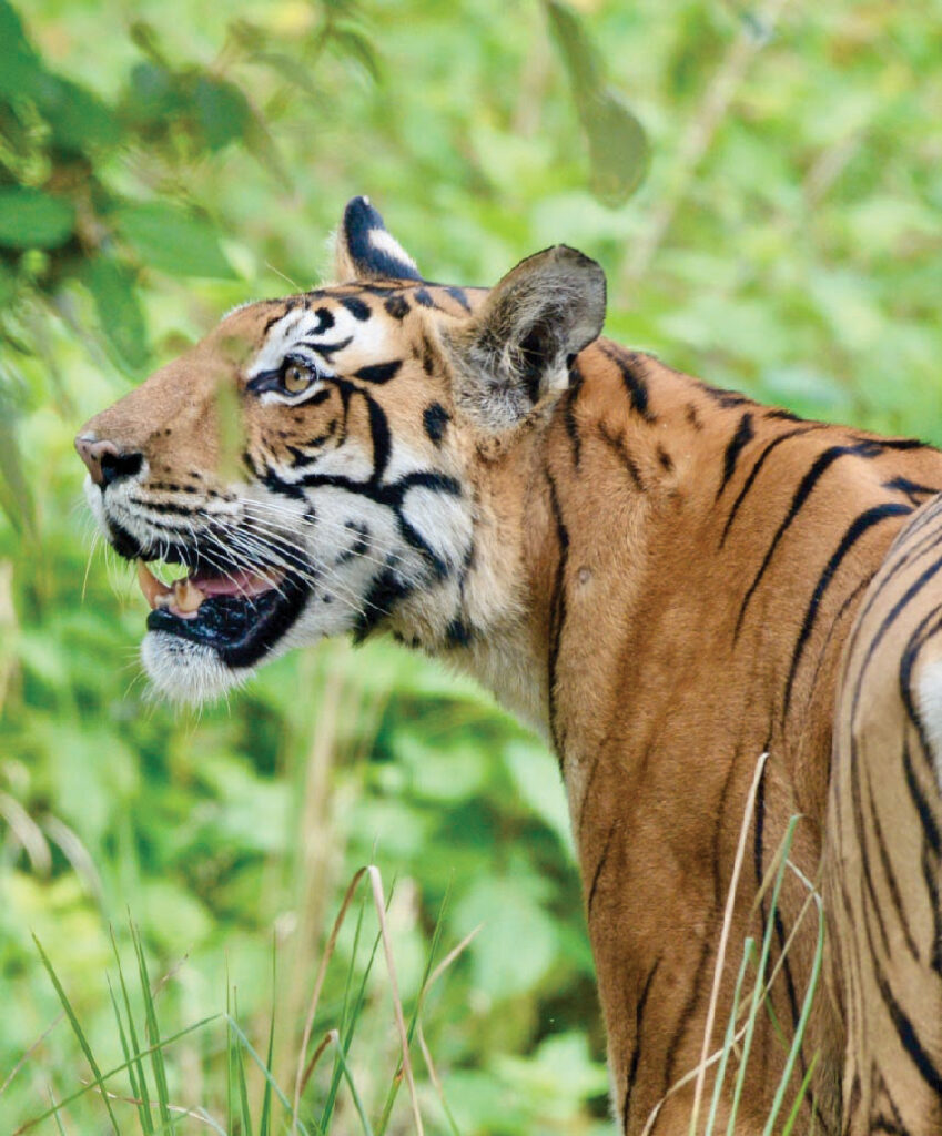 Bengal tiger standing in green forest vegetation with its mouth open.