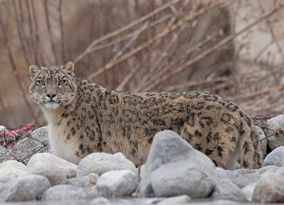 Snow leopard standing among rocks in a mountain habitat