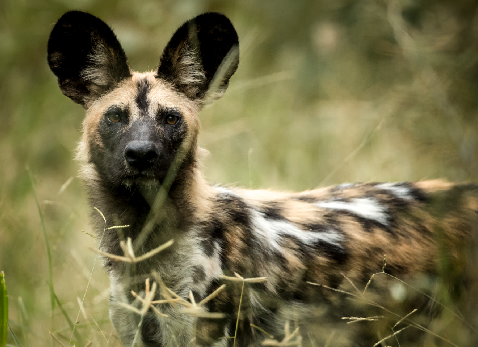 African wild dog standing in grassland, facing the camera, with large ears and distinctive black, brown, tan, and white markings.