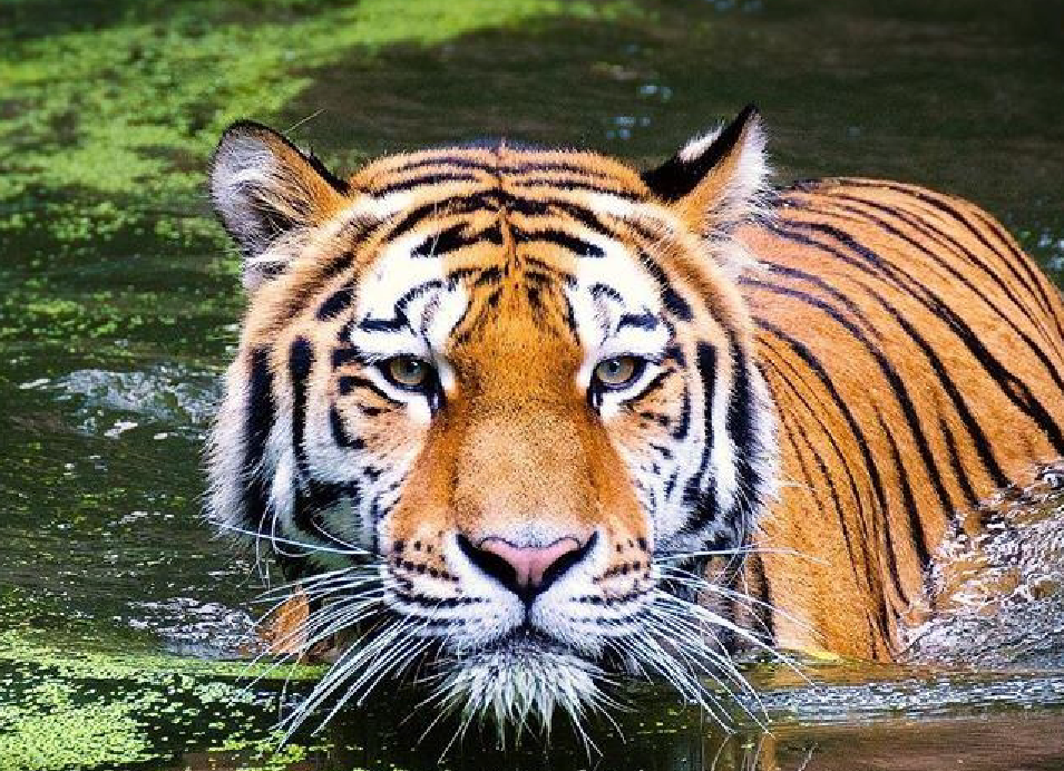 Bengal tiger swimming in a pond