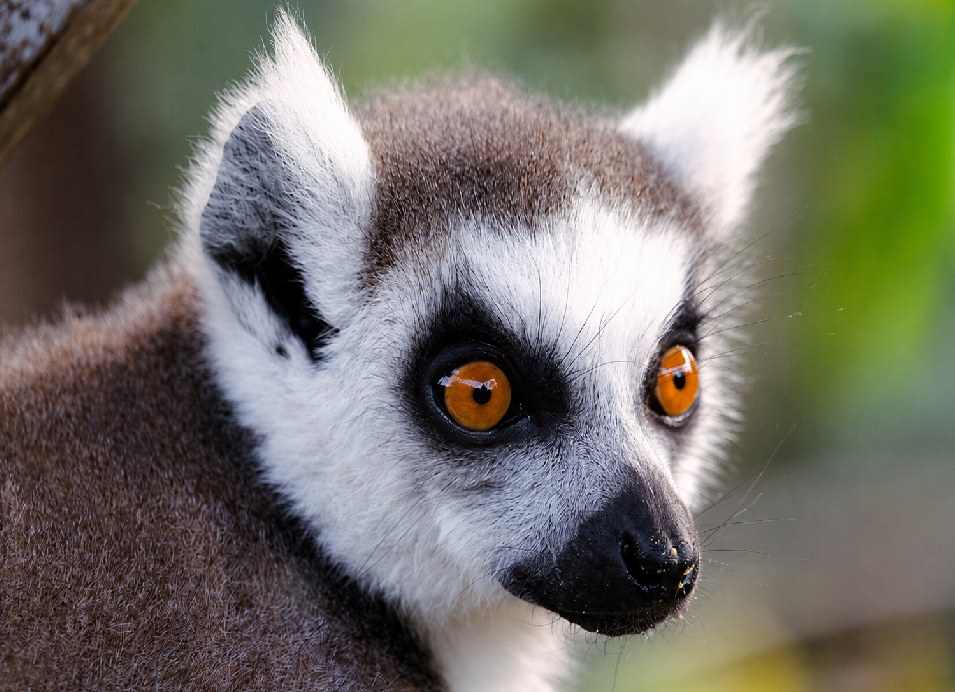 A ring-tailed lemur with bright orange eyes and white and gray facial markings.