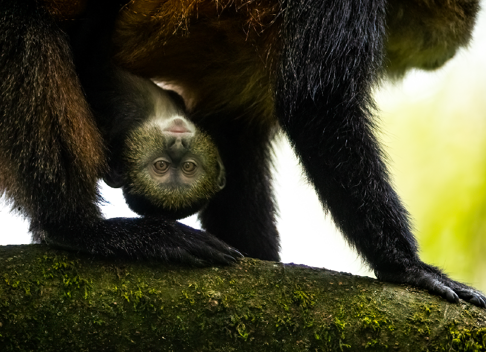 Young gorilla hanging upside down beneath an adult gorilla in a lush forest in Rwanda.