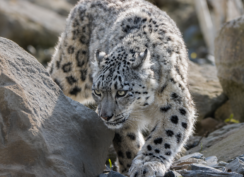 Snow leopard walking between rocks in its habitat