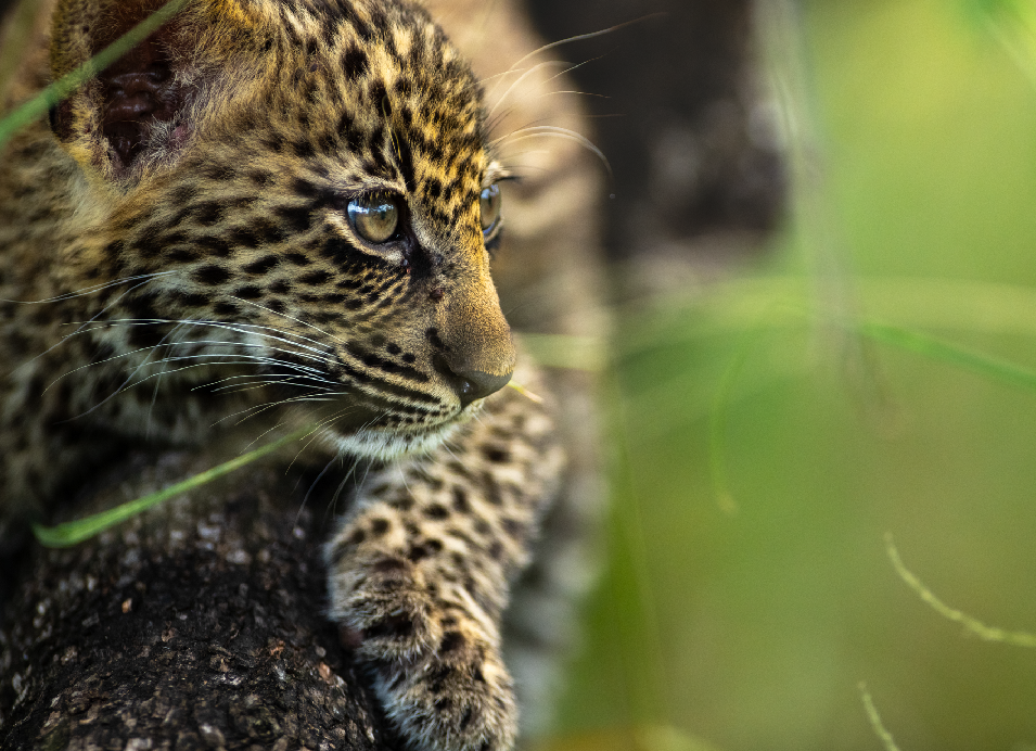 Leopard cub resting on a tree trunk and looking to the right through green foliage.