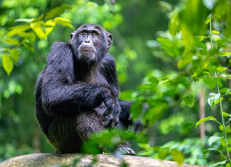 Chimpanzee sitting on a branch surrounded by lush green forest in Rwanda.