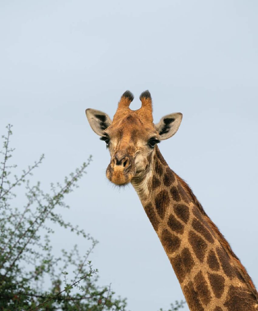 Giraffe looking toward the camera above leafy branches against a clear blue sky.