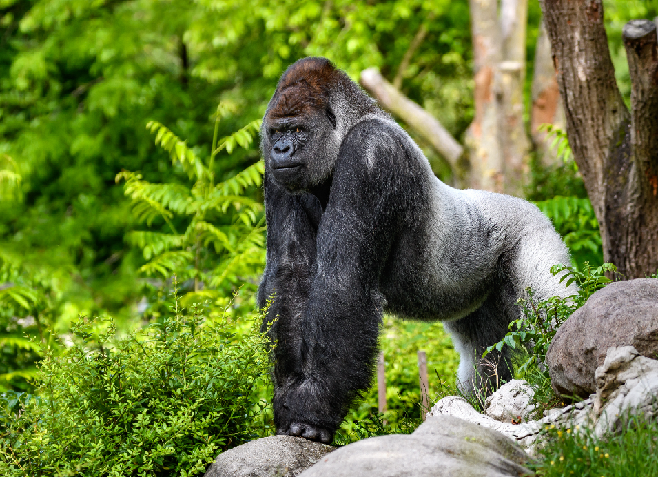 Western lowland gorilla standing on rocks in a lush green forest at a wildlife sanctuary in Rwanda.