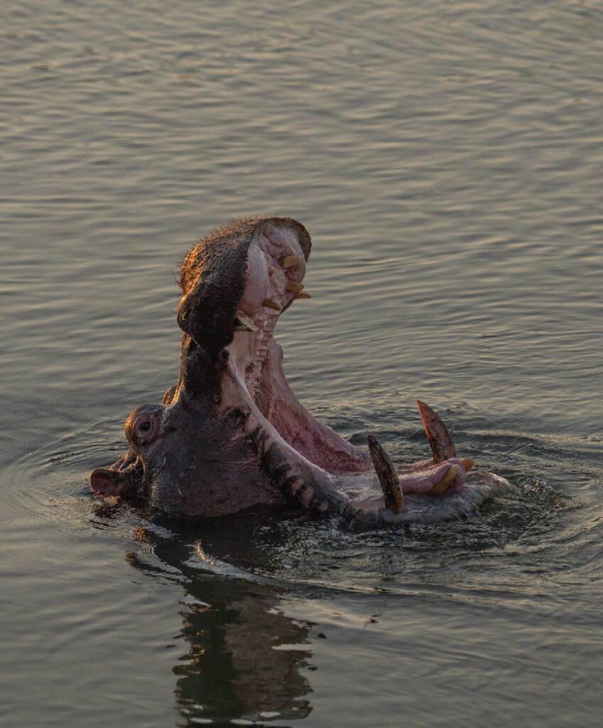 Hippopotamus partially submerged in the water with its mouth wide open, photographed at sunset.