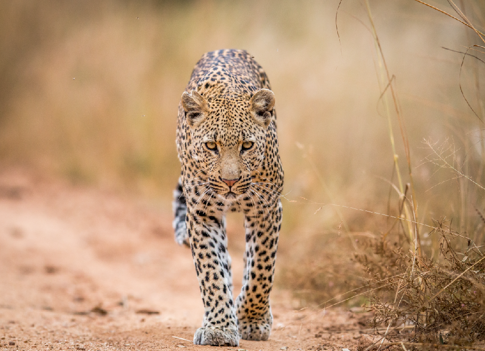 Leopard walking toward the camera along a dirt track in the dry grasslands of Zambia.