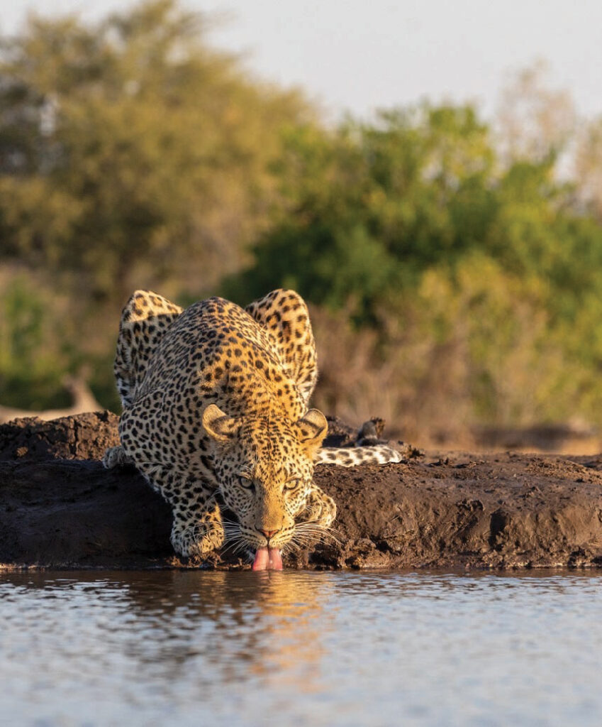 Leopard drinking from a waterhole in the African bush.