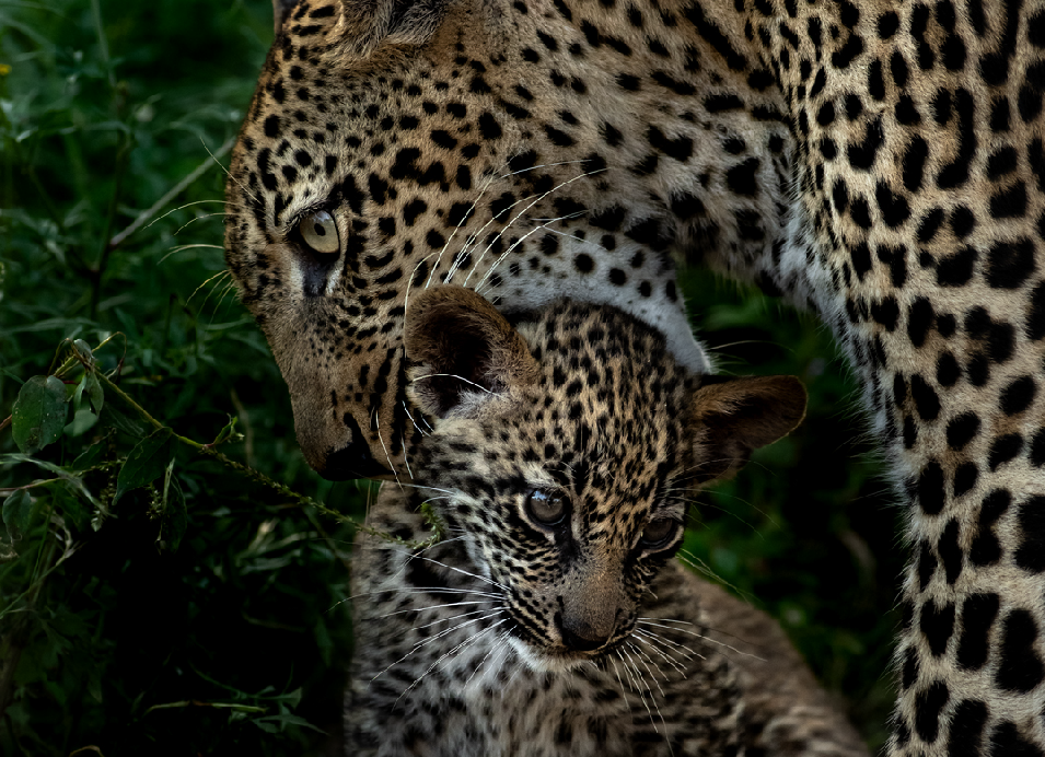 Adult leopard with its cub in dense green vegetation in Zambia.
