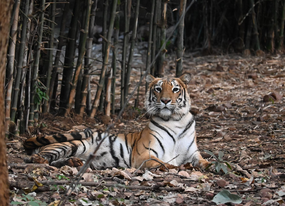 Bengal tiger lying on the forest floor among dry leaves and bamboo