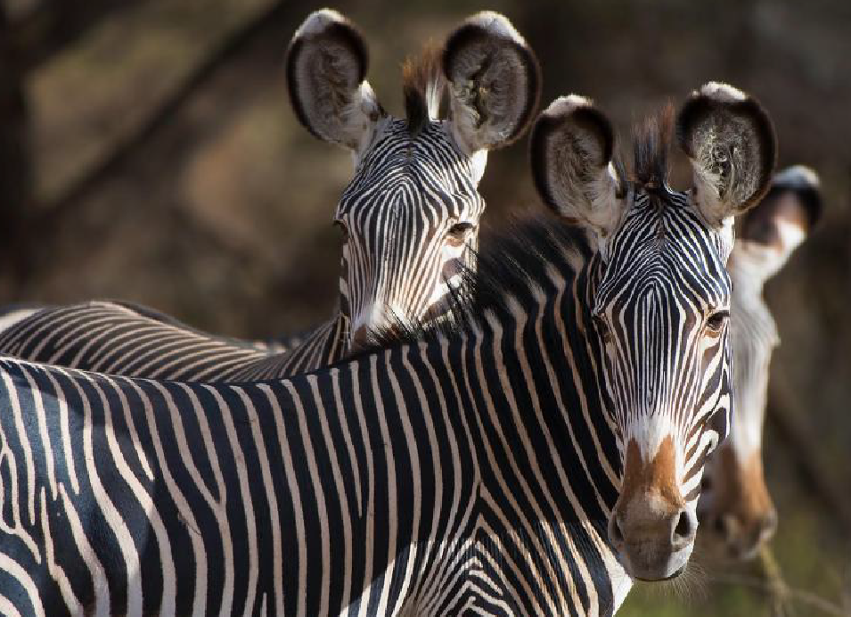 Zebras grazing in the wild.