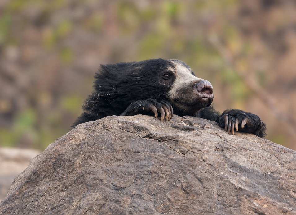 Wildlife resting on a large rock, with a black body, pale face, and long claws visible against a blurred natural background.
