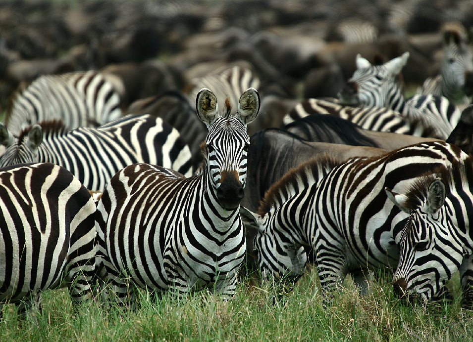 Herd of zebras grazing together in the grasslands of Tanzania.