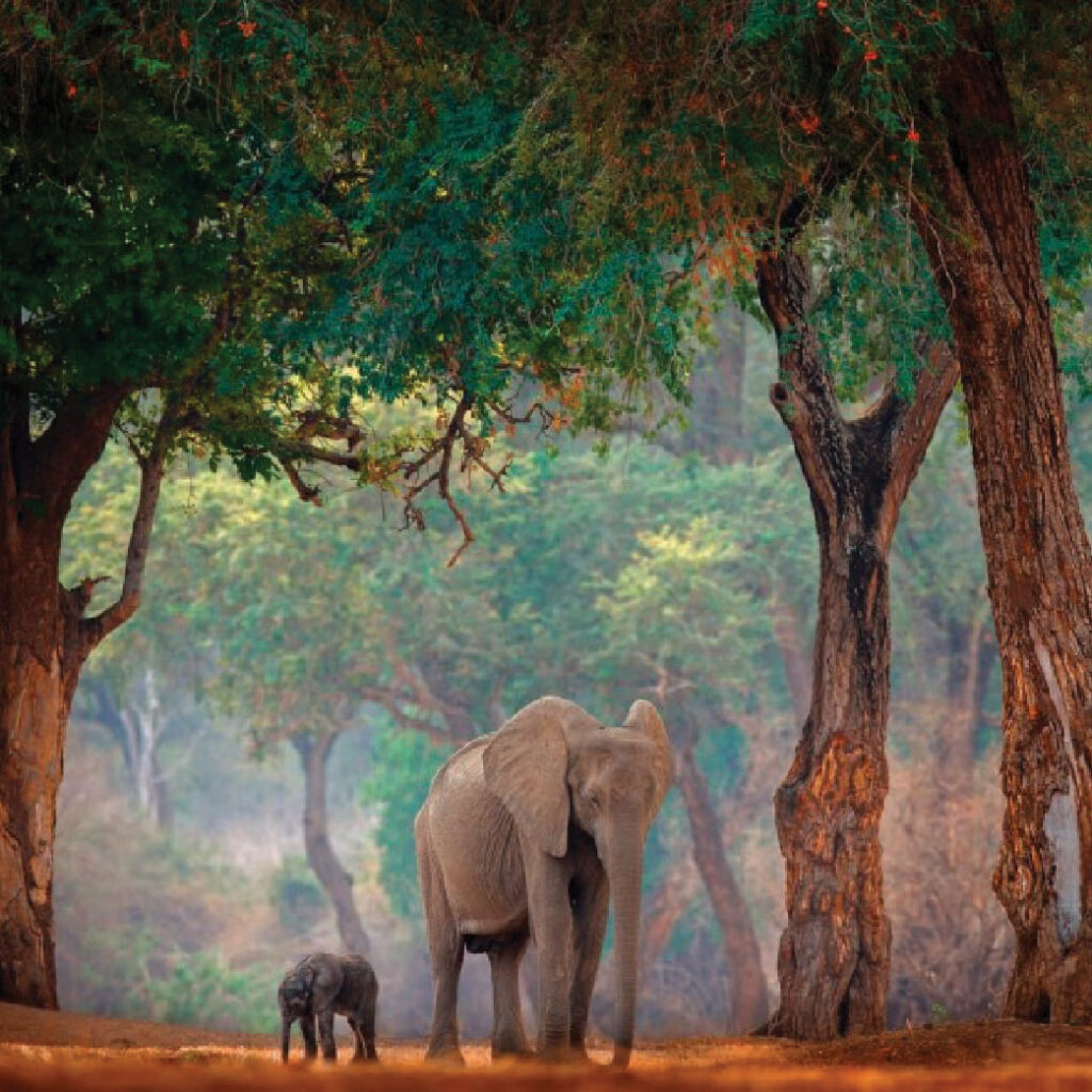 African elephant and calf walking through a lush forest in Zimbabwe.