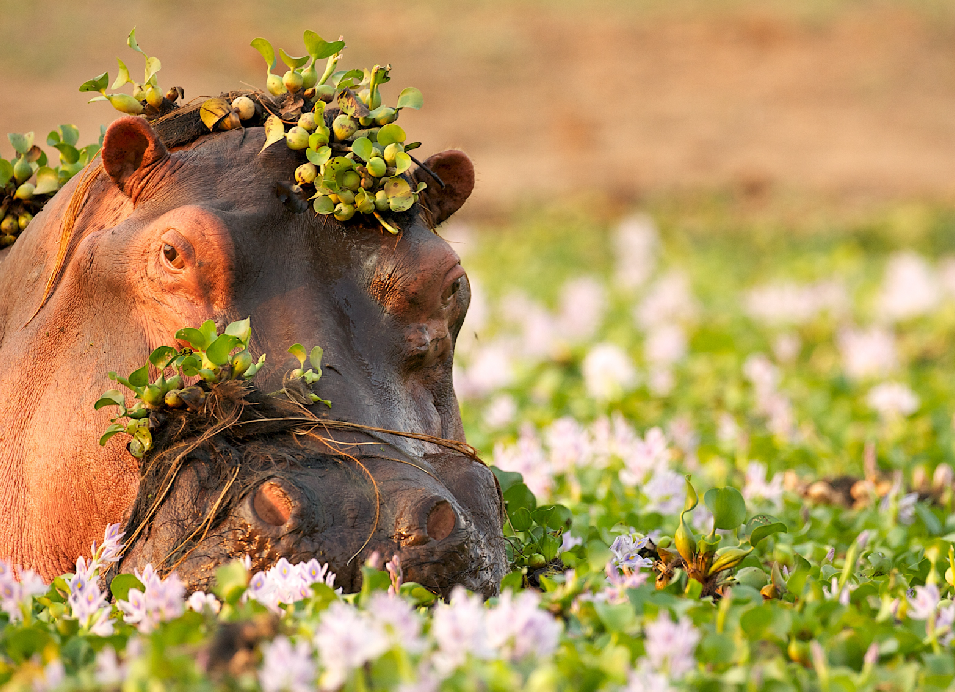 hippos resting among blooming flowers, with green vegetation growing across their heads and backs.